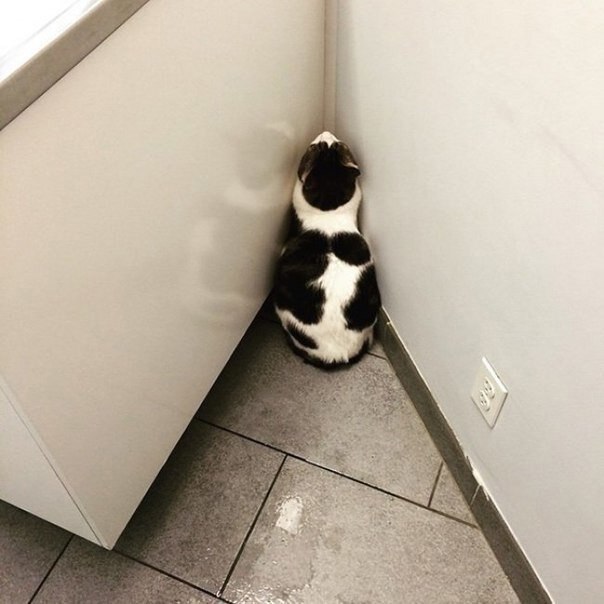   ,  !