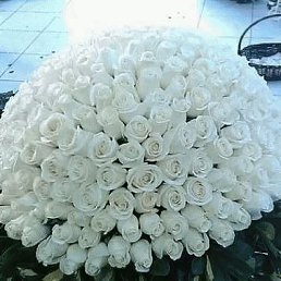 �������, ��������