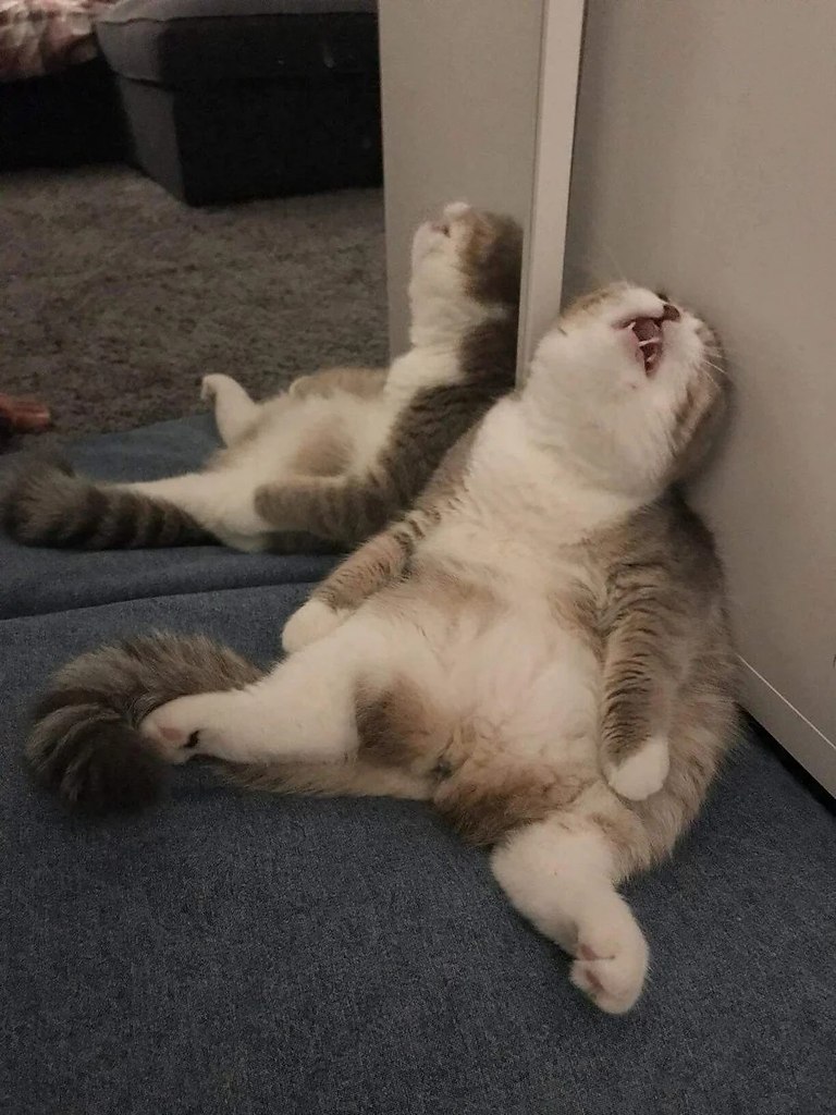    ,     