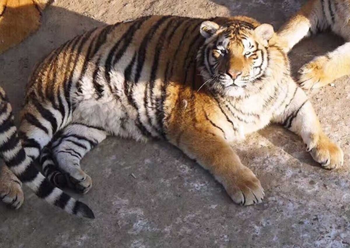     - :  - 5