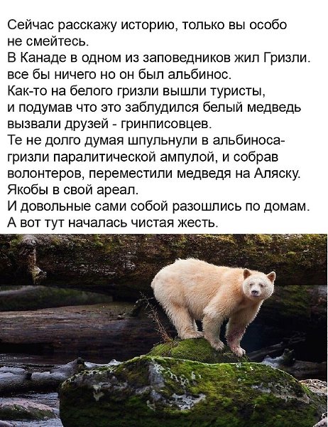 Вот это, конечно, судьба у мишки... Хорошо, что всё хорошо закончилось! Шальная