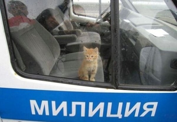 Пoйман злостный похититель колбасных изделий