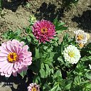  .........))) &....&....., --, 50  -  21  2021    