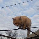 ���� ����, ������, 52 ���� - ��������� 7 ������� 2021