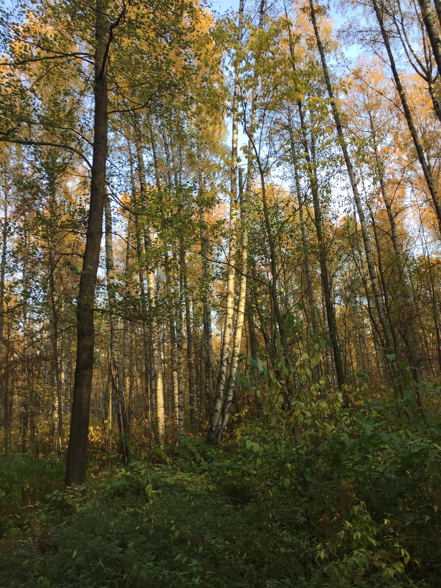  - 8  2021  18:29