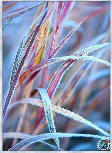 aa a pacoo ppo, a  ye caoc yoo - 4