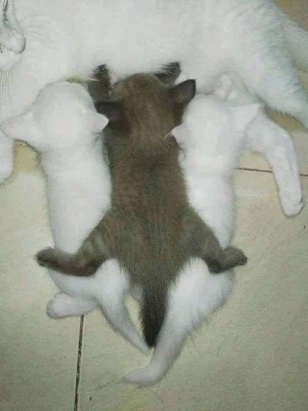 ,   )))