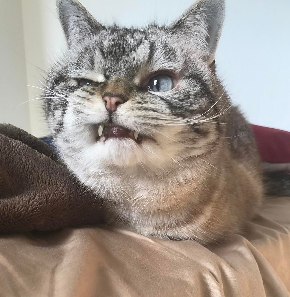 H c  
