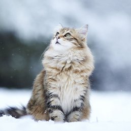 ���������, ���������, 40 ���