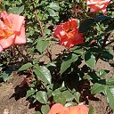  ,  -  16  2021    2021