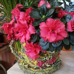 �����, ������