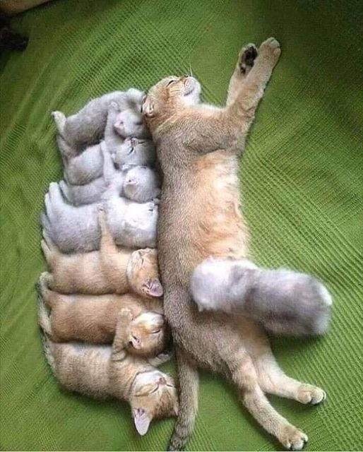 -  .     )))  !