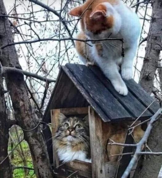 ������! �������� .... - ���� ������ �� ���� ����� ����? �� �� ���� ������ �������, ������! ����� �� ...