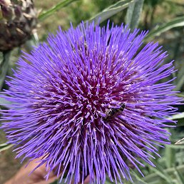 N, ������