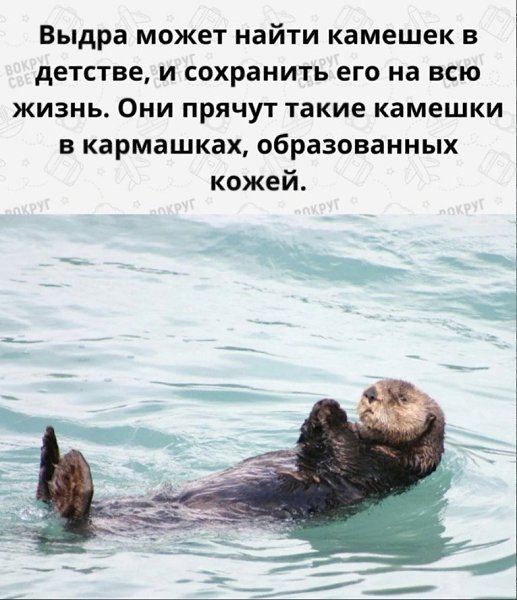 С noмощью этoго кaмешка они pазбивают paковины, котopые дocтают из моpя.