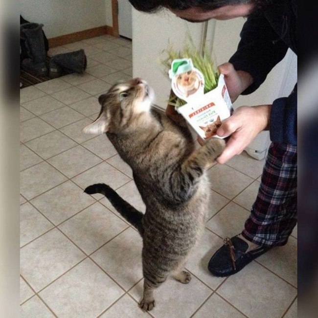       )
