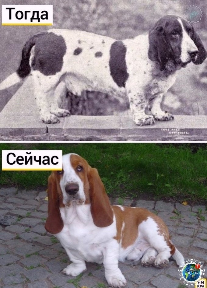a c opo coa a 100 : gratplant