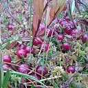 ���� �����, �����-���������, 63 ���� - ��������� 5 ���� 2021 � ������ ������ ��������