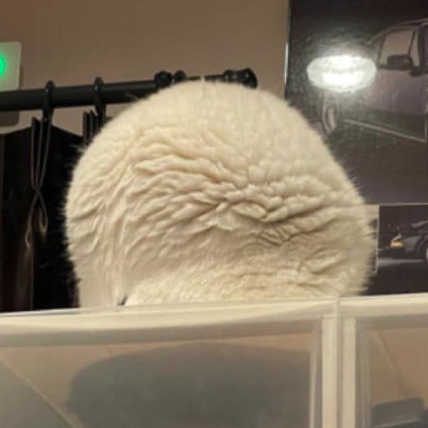 �� ���� ������� �������