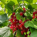 ���� �������, ���������, 36 ��� - ��������� 11 ���� 2021