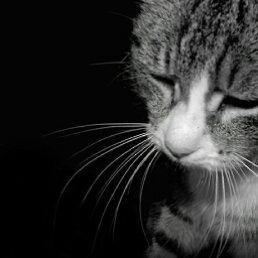 ���������, ����, 55 ���