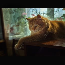 ������, ������, 65 ���