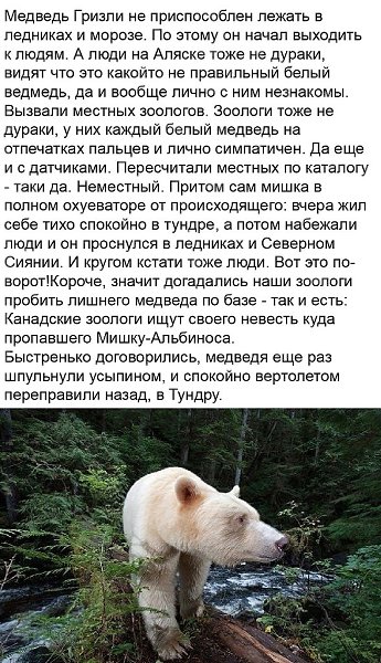 Вот это, конечно, судьба у мишки... Хорошо, что всё хорошо закончилось! Шальная - 2