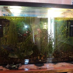 ���� ����, �������, 56 ��� - ��������� 21 ������ 2022