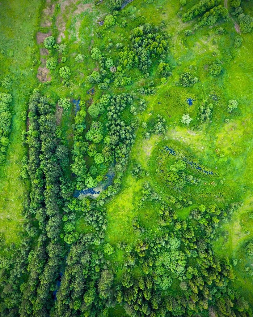 Типичный исток. Зеленые водоросли GDA. GDA водоросли в аквариуме. Green Dust algae. Зеленый налет в аквариуме