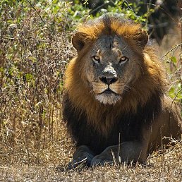 �����, ������, 46 ���