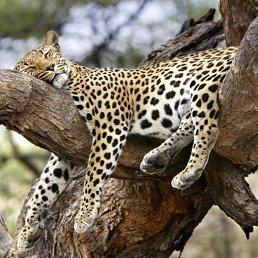 �����, ������, 50 ���