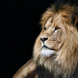 ����, ������������, 65 ���