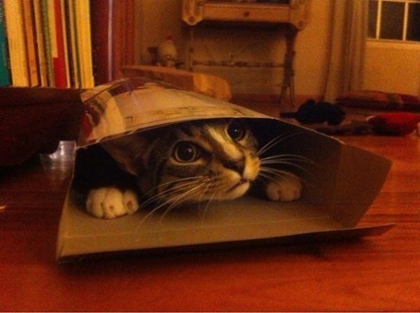 Кошки, которые отказываются верить, что не поместятся в коробку - 7