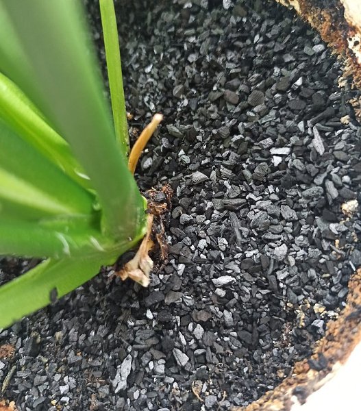 Почвенные мошки в комнатных растениях.Основная причина их появления - повышенная влажность почвы. ... - 2