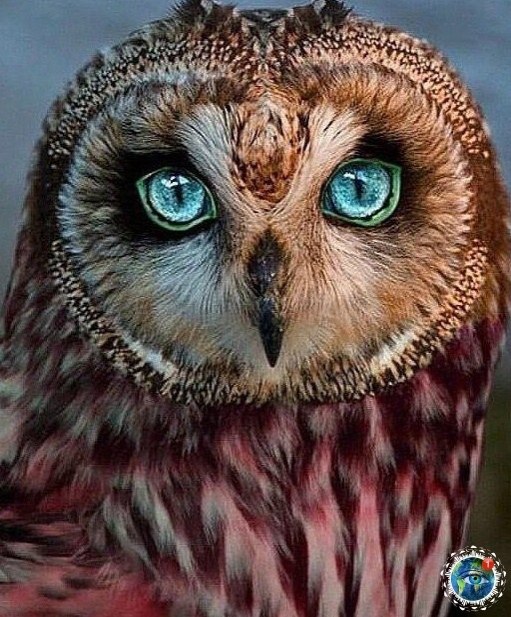 ���ap��e co�����.���� ������������ ��� - 5