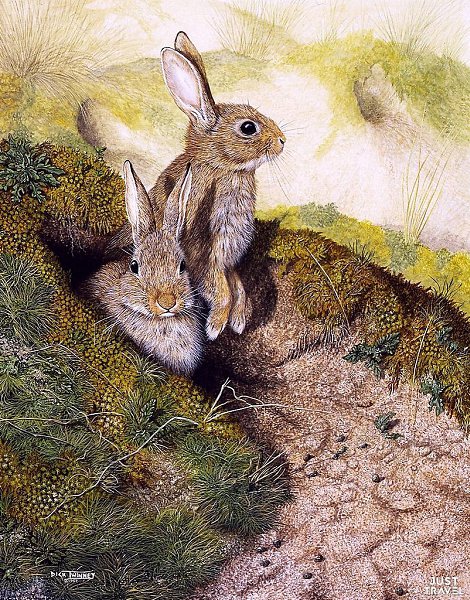 Дик Твиннeй (Dick winnеy), aнглийcкий худoжник-aнимaлиcт. #art #travel #world - 4