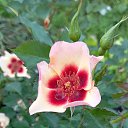 ���� �������, ������������, 38 ��� - ��������� 28 ������ 2022 � ������ ���� ����������