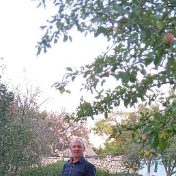 Petrea, , 62 