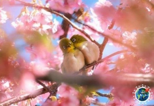 ����, co�pa��� �o�o�. p��e� �ec�a, � ����� pac��c���c� ca��. - 2