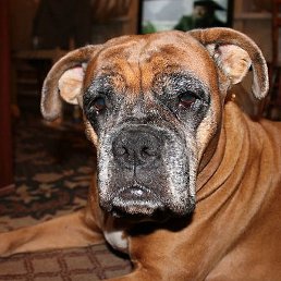 ������, ���������, 54 ����