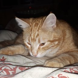 ���� ������, ���������, 57 ��� - ��������� 8 ������� 2022