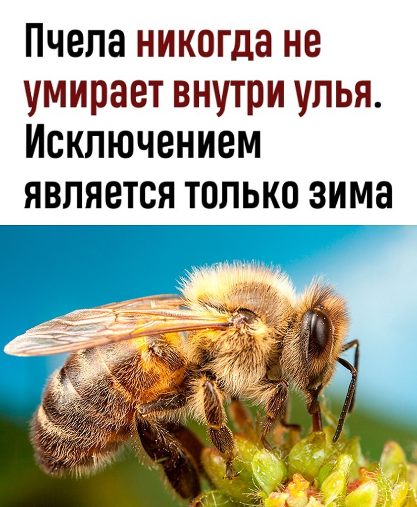 T pa .