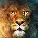 ���� Lion, ����, 71 ��� - ��������� 26 ���� 2022