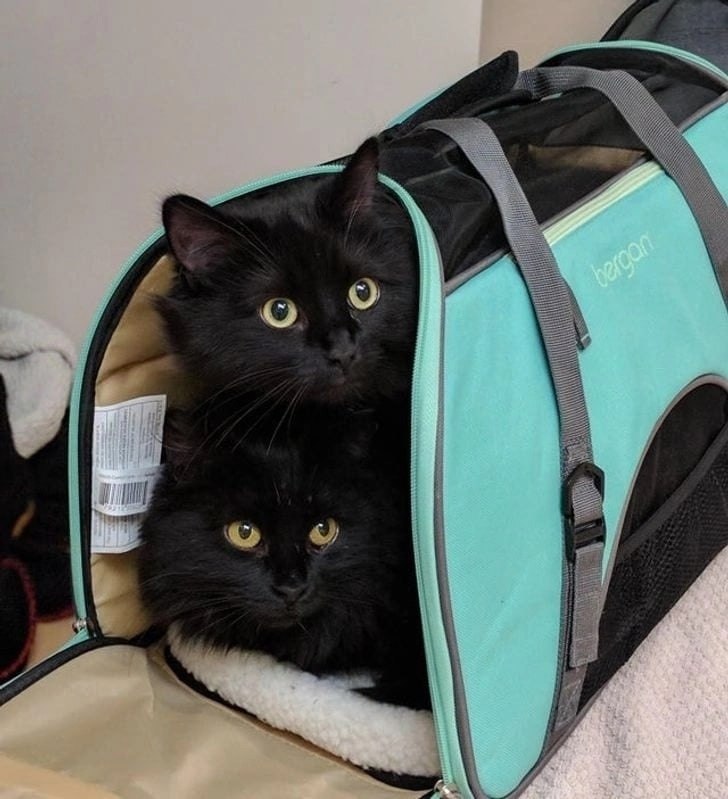 ���� �� �����)))