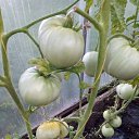 ���� �����, ��������, 60 ��� - ��������� 1 ������� 2023