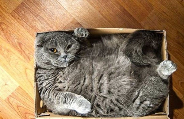 Кошки, которые отказываются верить, что не поместятся в коробку - 2