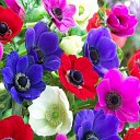  Ann Ann,  -  25  2022    