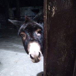 ���, ����, 62 ����