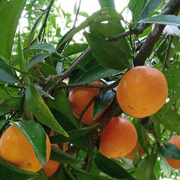 ���� ����, ����, 38 ��� - ��������� 7 ������� 2022