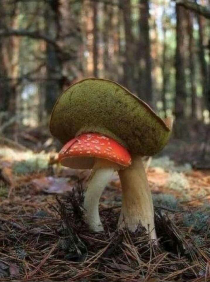   .!!!   ))